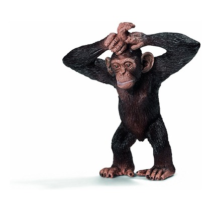 Шимпанзе, детёныш