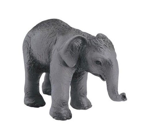 Индийский слон, детеныш