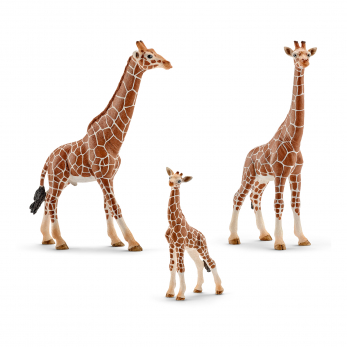 Семейство жирафов