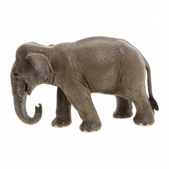 Азиатский слон, самка, стоит