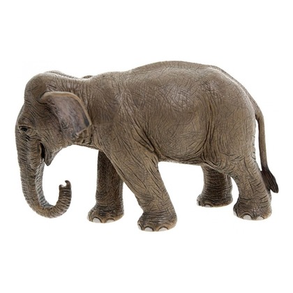 Азиатский слон, самка, стоит