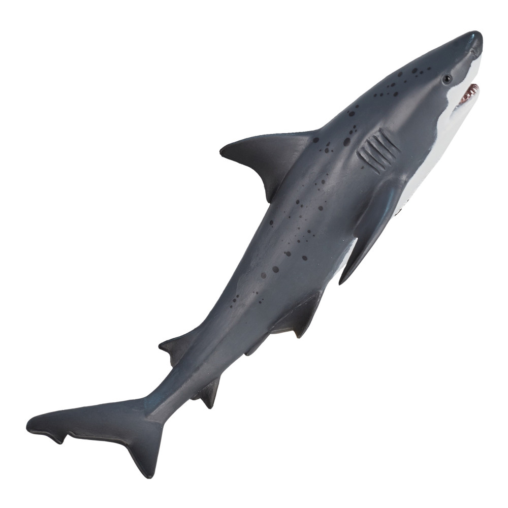 Флорида » Тупорылая или бычья (Bull shark, Carcharhinus leucas)